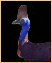 Cassowary