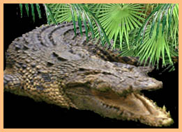 Crocodile